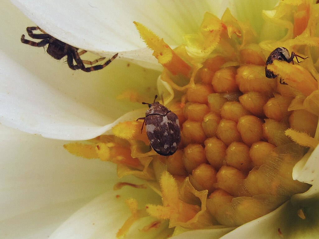 Чем питаются жуки кожееды
